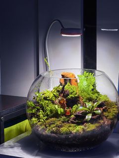 (Category: ) located in . Submitted by aquaphilic (Listing ID 1458920551, Image 1). Description: .