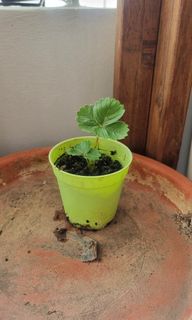 (Category: ) located in . Submitted by hbb_garnishgarden (Listing ID 1458949546, Image 1). Description: .
