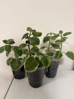 （分類：）位於 。 由 zzz8808 提交（商品編號 1460876032，圖片 1）。簡介： 。