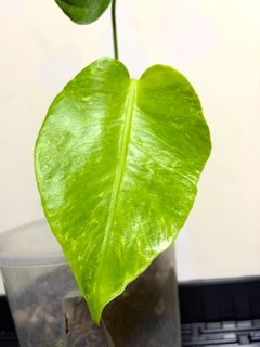 （分類：）位於 。 由 abcde654321789 提交（商品編號 1460801642，圖片 1）。簡介： 。
