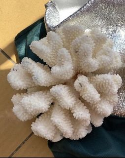 （分類：）位於 。 由 Parrotstore 提交（商品編號 1362718553，圖片 1）。簡介： 。