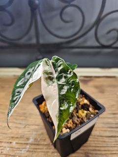 （分類：）位於 。 由 ching99013 提交（商品編號 1460814612，圖片 1）。簡介： 。