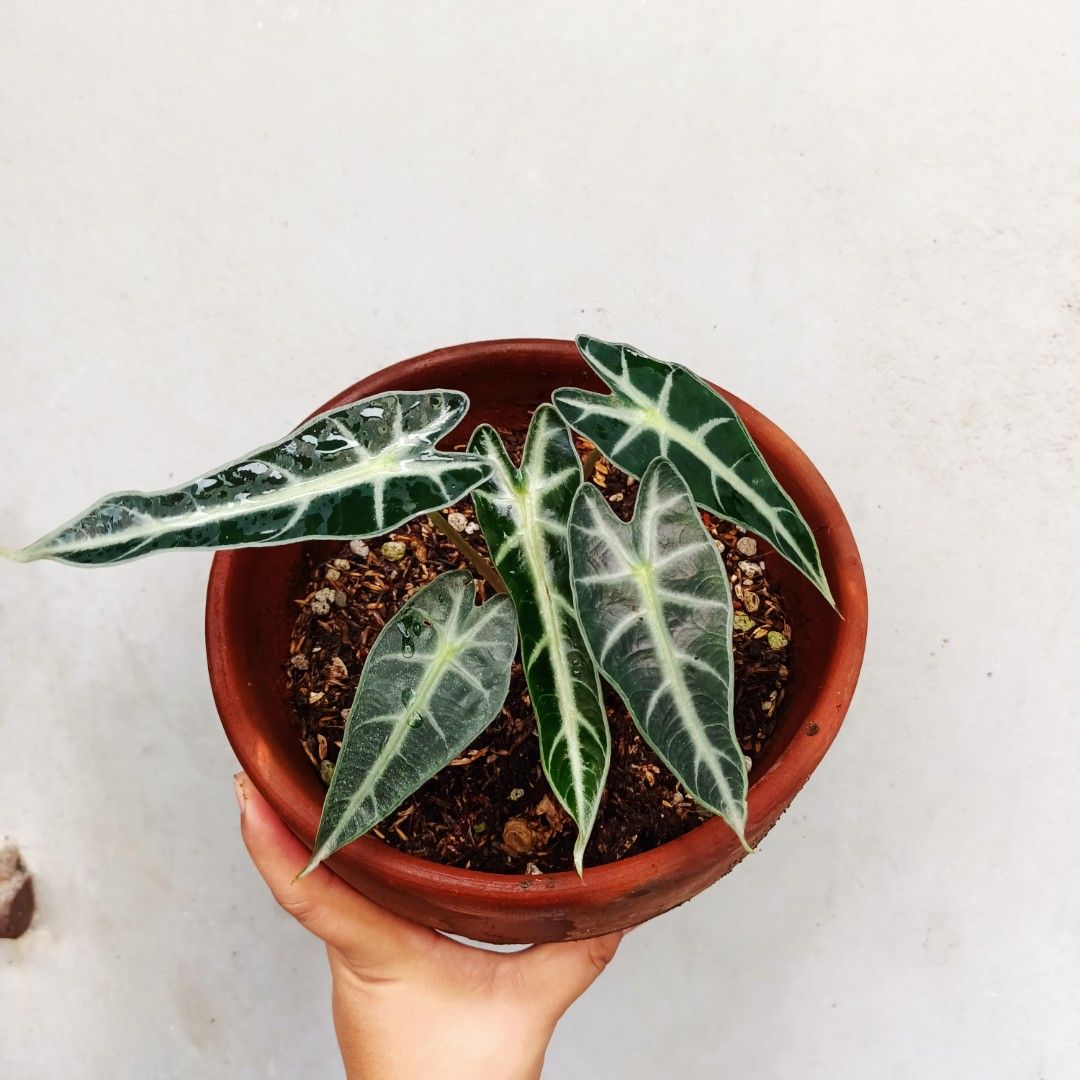 Alocasia Bambino (Category: Plants & Seeds) located in Makati City. Submitted by crstnemrise (Listing ID 1460742036, Image 1). Description: .