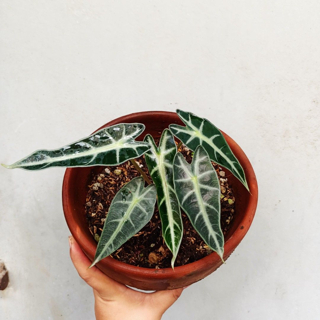Alocasia Bambino (Category: Plants & Seeds) located in Makati City. Submitted by crstnemrise (Listing ID 1460742036, Image 2). Description: .