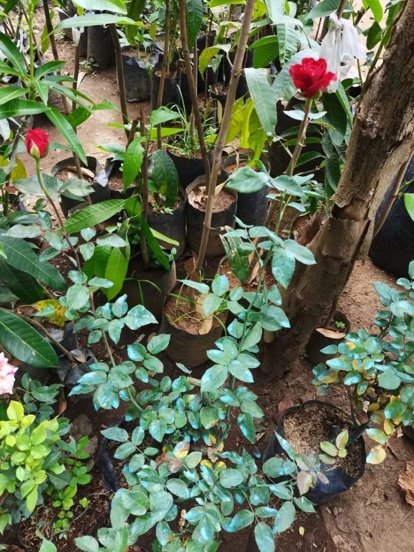 American Rose (Category: Plants & Seeds) located in Los Banos. Submitted by seaalionn (Listing ID 1460790300, Image 2). Description: available in red, white, peach colors.