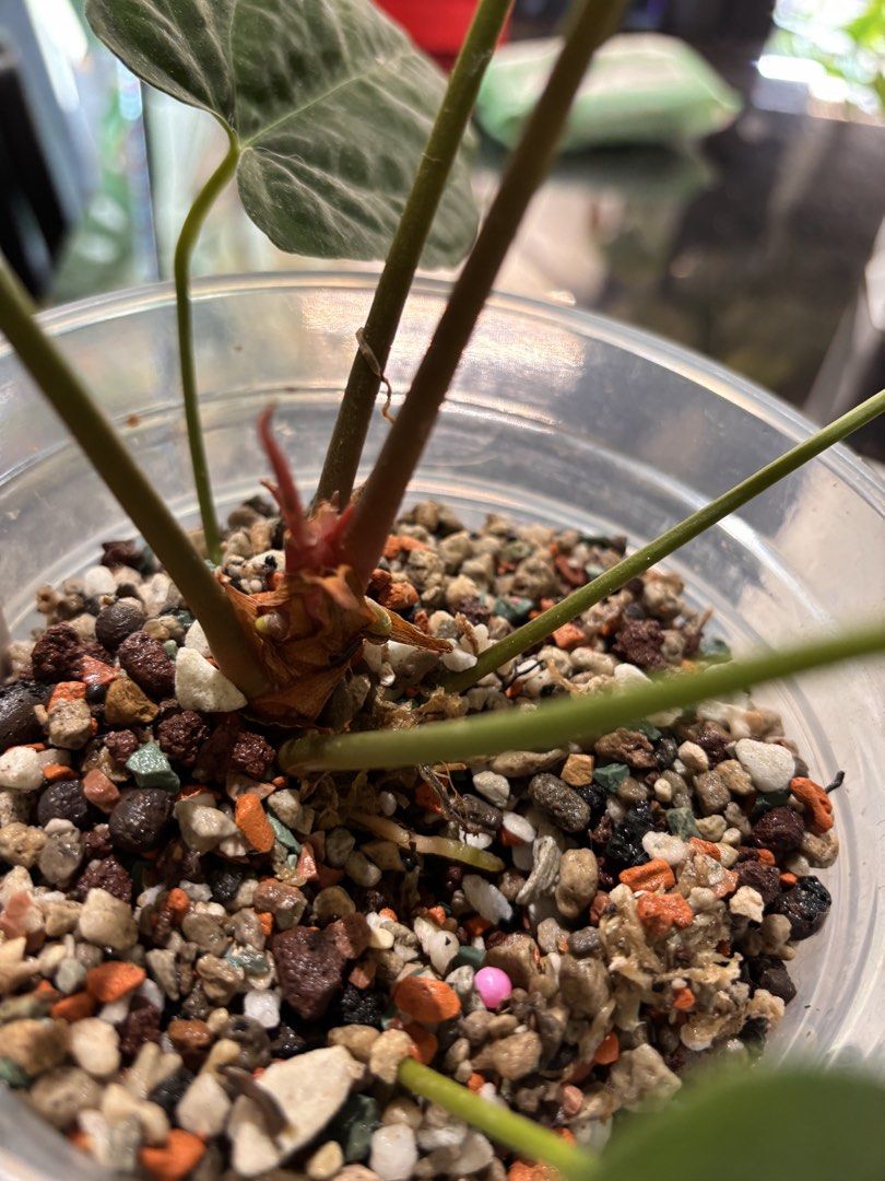 Anthurium Papi X-One Clone (Category: Plants & Seeds) located in Singapore. Submitted by hiroki.c (Listing ID 1460846292, Image 2). Description: .