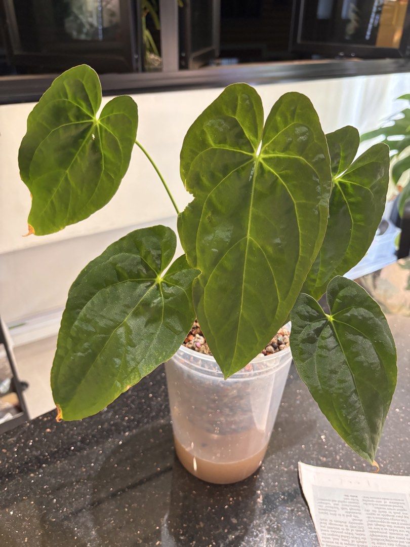 Anthurium Papi X-One Clone (Category: Plants & Seeds) located in Singapore. Submitted by hiroki.c (Listing ID 1460846292, Image 1). Description: .