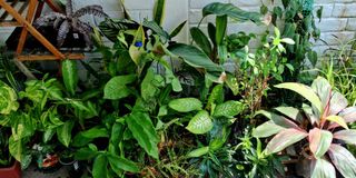 (Category: ) located in . Submitted by eco.mamart67 (Listing ID 1460778949, Image 1). Description: .
