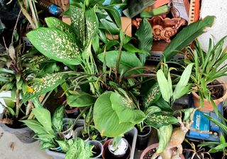 (Category: ) located in . Submitted by eco.mamart67 (Listing ID 1460779949, Image 1). Description: .