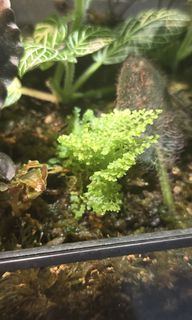 (Category: ) located in . Submitted by undergroundbeavers (Listing ID 1460848613, Image 1). Description: .
