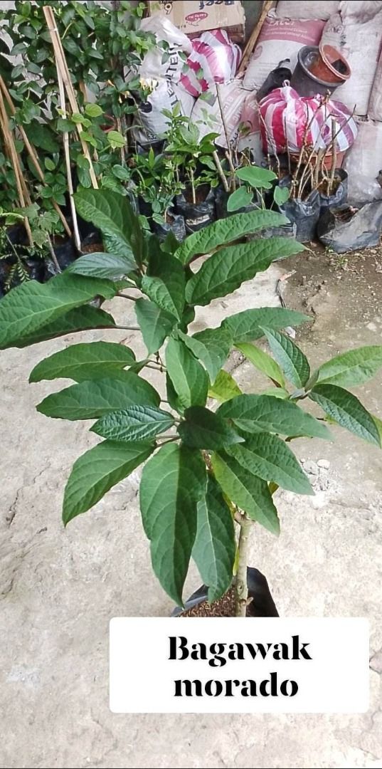 Bagawak Morado (Category: Plants & Seeds) located in Los Banos. Submitted by seaalionn (Listing ID 1460789785, Image 1). Description: Bagawak Morado (Clerodendrum quadriloculare) known as the bronze-leaved clerodendrum, fireworks plant, Philippine glorybower, shooting star or starburst bush in English, and bagawak or bagawak morado in Filipino is a species of flowering plant native to New Guinea and the Philippines. seedling -php350 Variegated -p