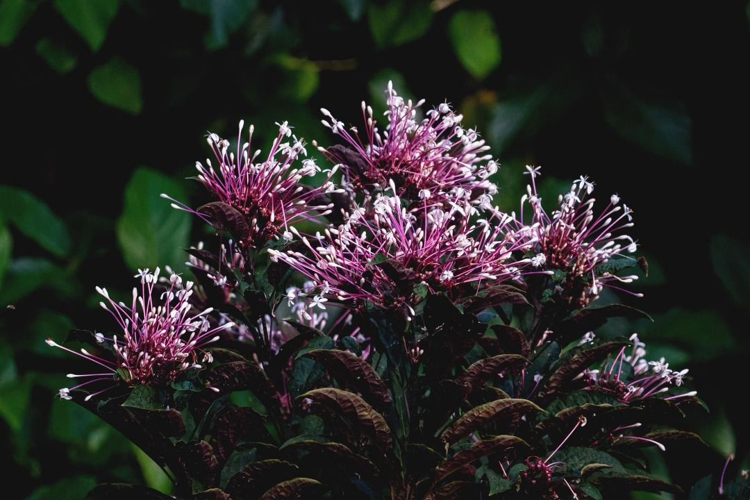 Bagawak Morado (Category: Plants & Seeds) located in Los Banos. Submitted by seaalionn (Listing ID 1460789785, Image 2). Description: Bagawak Morado (Clerodendrum quadriloculare) known as the bronze-leaved clerodendrum, fireworks plant, Philippine glorybower, shooting star or starburst bush in English, and bagawak or bagawak morado in Filipino is a species of flowering plant native to New Guinea and the Philippines. seedling -php350 Variegated -p