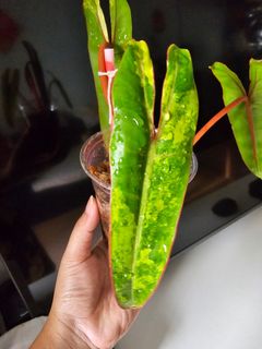 (Category: ) located in . Submitted by happygrowing (Listing ID 1460858968, Image 1). Description: .