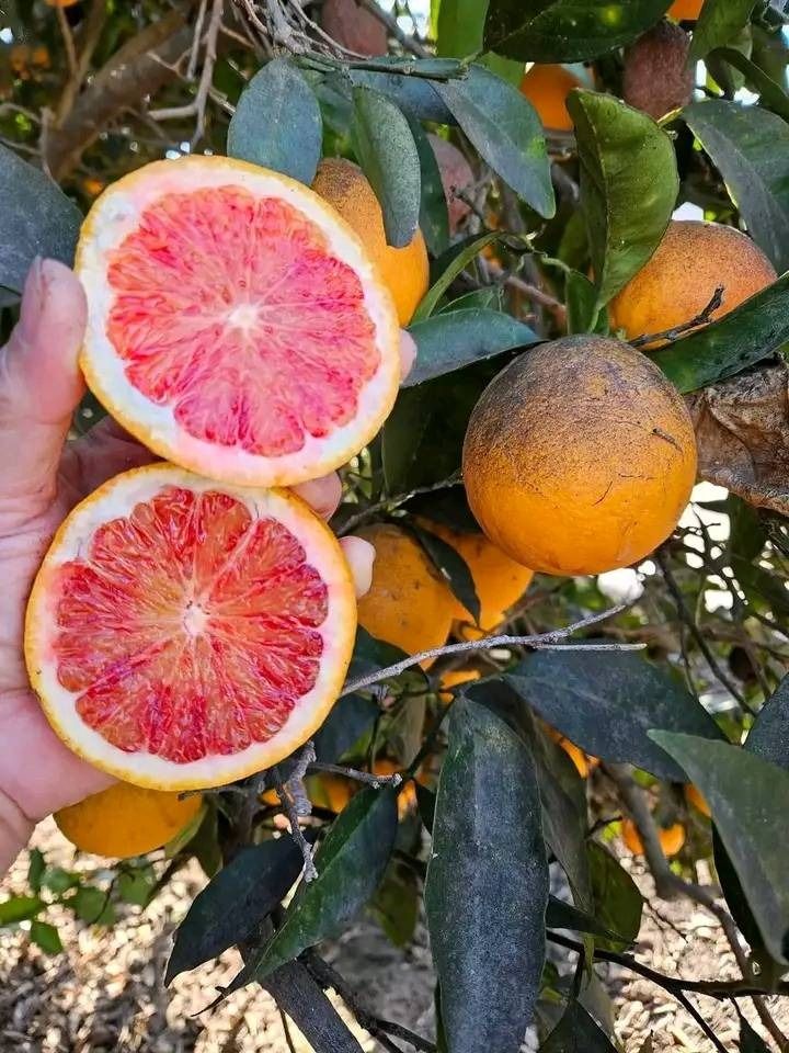 Blood Orange (Category: Plants & Seeds) located in Los Banos. Submitted by seaalionn (Listing ID 1460721113, Image 1). Description: Newest Release: Blood Orange grafted fruits within 2-3 years can bear fruits in container Grafted -php950 Matured -php2.5k.