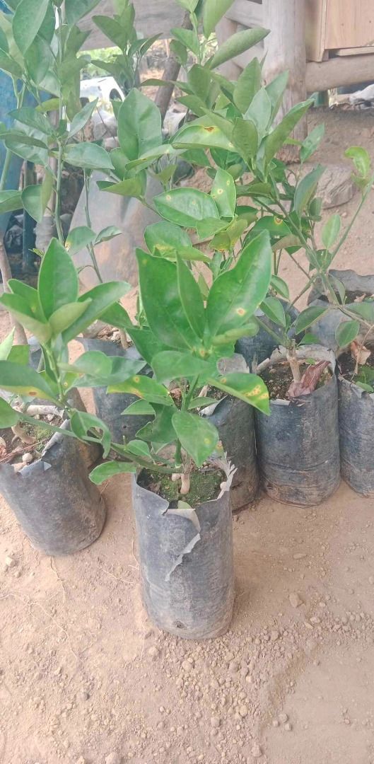 Blood Orange (Category: Plants & Seeds) located in Los Banos. Submitted by seaalionn (Listing ID 1460721113, Image 2). Description: Newest Release: Blood Orange grafted fruits within 2-3 years can bear fruits in container Grafted -php950 Matured -php2.5k.