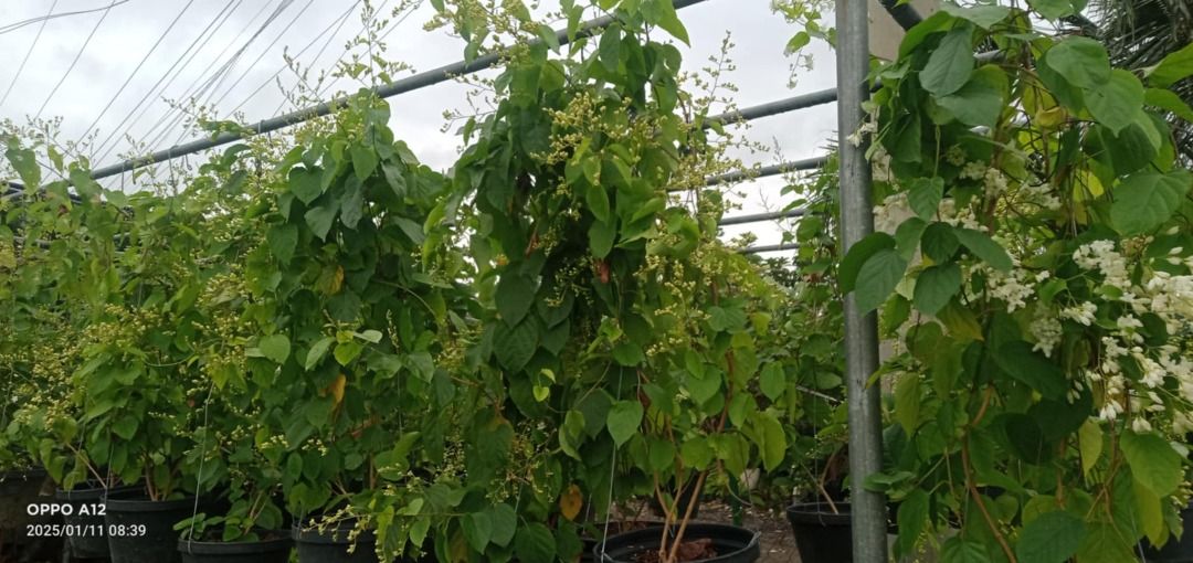 Bridal Bouquet Scented Vine (Category: Plants & Seeds) located in Los Banos. Submitted by seaalionn (Listing ID 1460785379, Image 1). Description: .