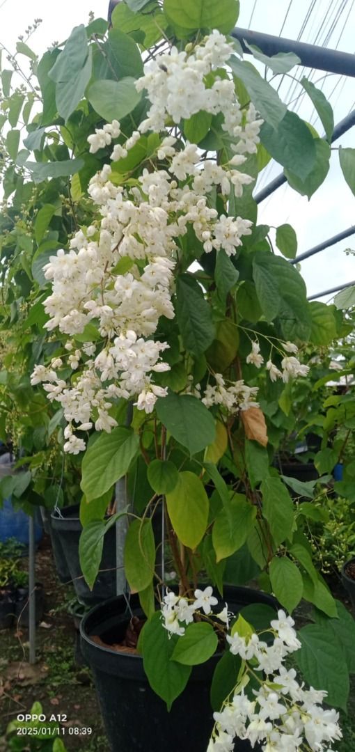 Bridal Bouquet Scented Vine (Category: Plants & Seeds) located in Los Banos. Submitted by seaalionn (Listing ID 1460785379, Image 2). Description: .