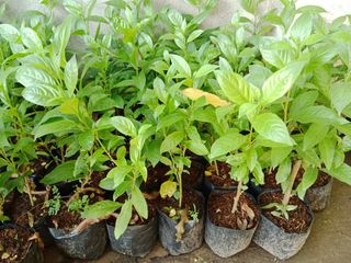 (Category: ) located in . Submitted by seaalionn (Listing ID 1460787795, Image 1). Description: .