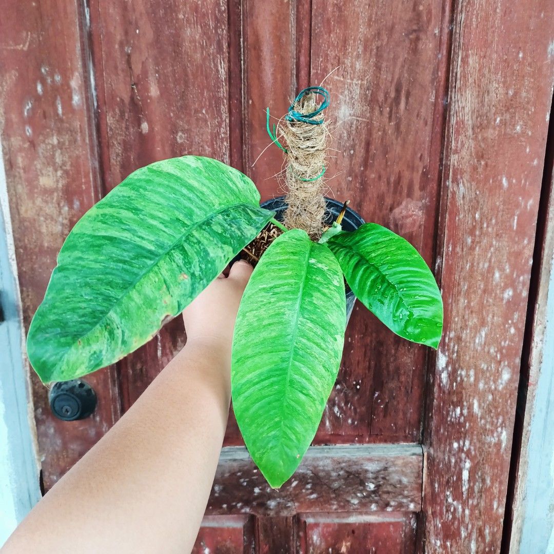 Epipremnum Pinnatum Gorillan (Category: Plants & Seeds) located in Makati City. Submitted by crstnemrise (Listing ID 1460742703, Image 1). Description: .