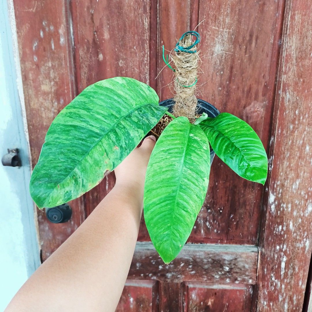 Epipremnum Pinnatum Gorillan (Category: Plants & Seeds) located in Makati City. Submitted by crstnemrise (Listing ID 1460742703, Image 2). Description: .