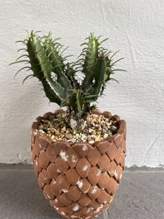 (Category: ) located in . Submitted by caudexcactus.lover (Listing ID 1460736182, Image 1). Description: .