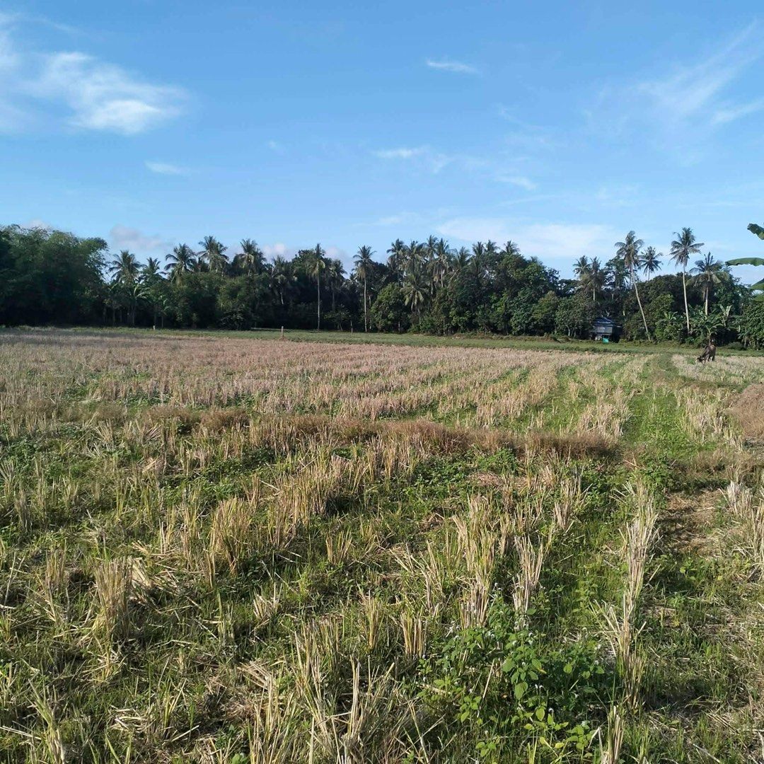 Fabrica Bulan Sorsogon (Category: Lot) located in Quezon City. Submitted by kitthartic (Listing ID 1460773666, Image 3). Description: 2,500/square Interested? Please message or call 09159948303/09566793713 .