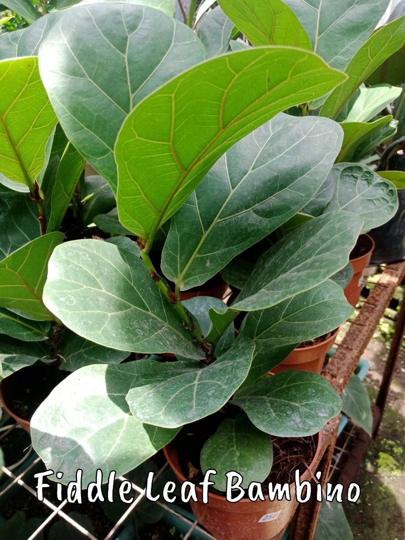 Fiddle Leaf Fig Bambino (Category: Plants & Seeds) located in Los Banos. Submitted by seaalionn (Listing ID 1460792127, Image 2). Description: * Originally found in West Africa * Act as an air purifier * Should be placed in a bright area away from direct sunlight .