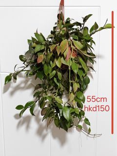 （分類：）位於 。 由 29808 提交（商品編號 1460845956，圖片 1）。簡介： 。
