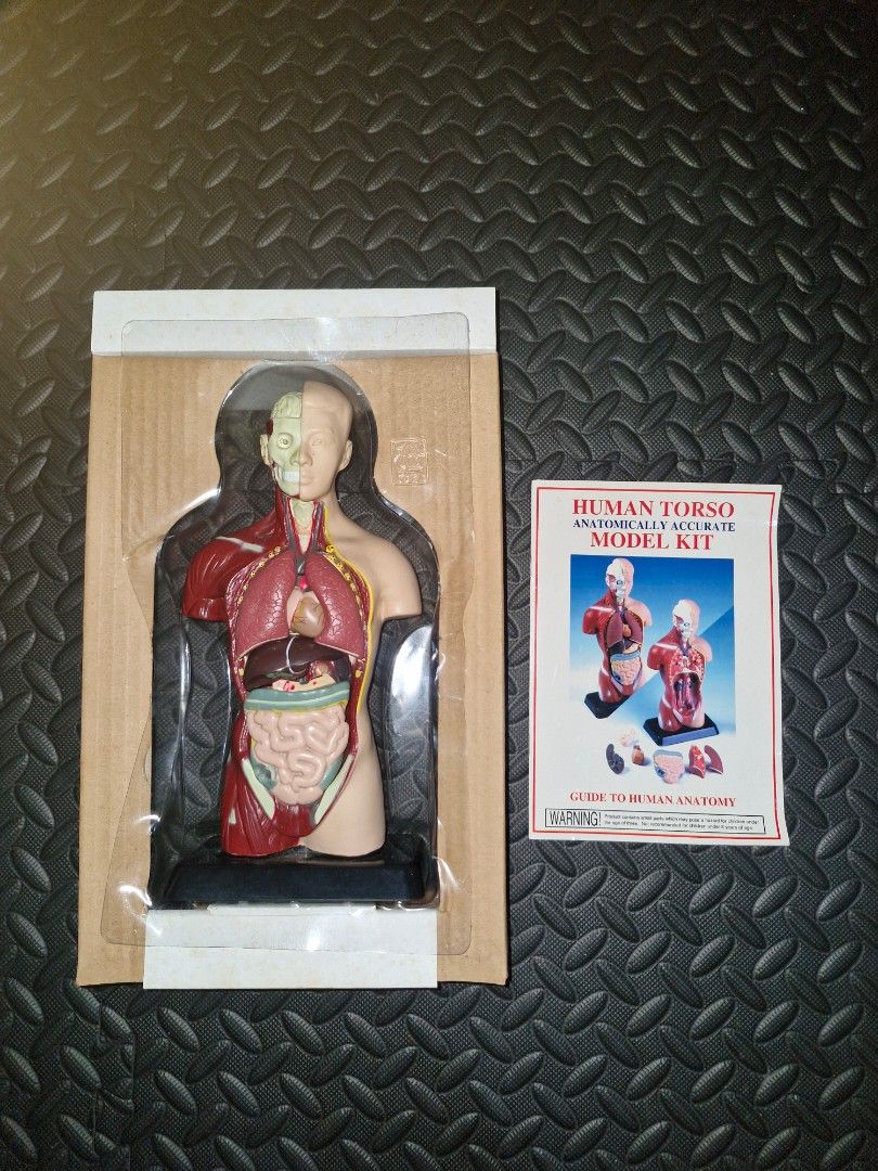 Human Torso Anatomically Accurate Model Kit 27cm Height (Category: Other Stationery & Craft) located in Manila. Submitted by migarnuelo2003 (Listing ID 1460833299, Image 1). Description: - Anatomically accurate human torso model - Stands 27 cm tall - Features hand-painted details and natural colours - Made from durable ABS plastic - Includes 8 dissectible parts - Comes with an instruction manual - Ideal for learning anatomy.