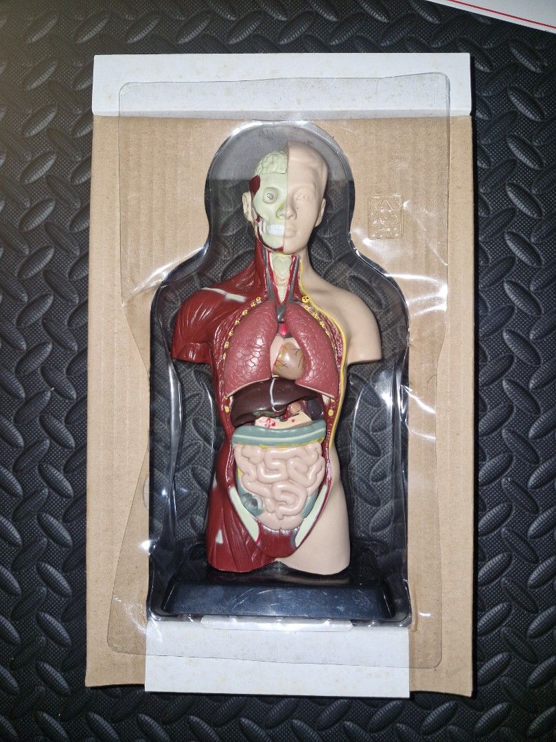 Human Torso Anatomically Accurate Model Kit 27cm Height (Category: Other Stationery & Craft) located in Manila. Submitted by migarnuelo2003 (Listing ID 1460833299, Image 2). Description: - Anatomically accurate human torso model - Stands 27 cm tall - Features hand-painted details and natural colours - Made from durable ABS plastic - Includes 8 dissectible parts - Comes with an instruction manual - Ideal for learning anatomy.
