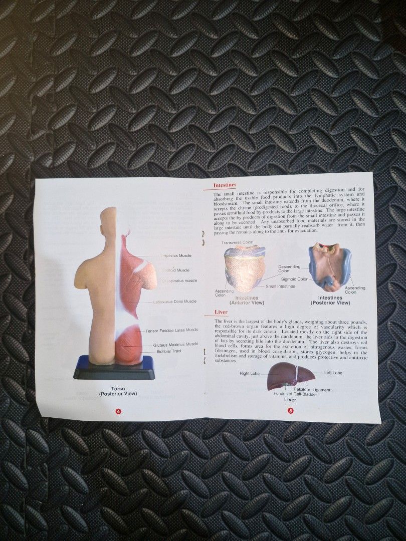 Human Torso Anatomically Accurate Model Kit 27cm Height (Category: Other Stationery & Craft) located in Manila. Submitted by migarnuelo2003 (Listing ID 1460833299, Image 3). Description: - Anatomically accurate human torso model - Stands 27 cm tall - Features hand-painted details and natural colours - Made from durable ABS plastic - Includes 8 dissectible parts - Comes with an instruction manual - Ideal for learning anatomy.