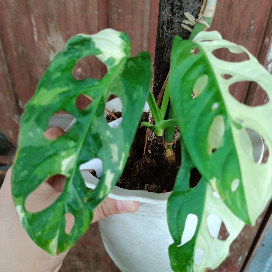 Monstera Adansonii Albo Tri-Color (Category: Plants & Seeds) located in Makati City. Submitted by crstnemrise (Listing ID 1460742472, Image 3). Description: .