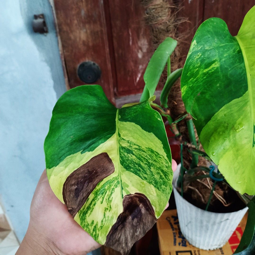 Monstera Borsignia Aurea Tri-Color (Category: Plants & Seeds) located in Makati City. Submitted by crstnemrise (Listing ID 1460743230, Image 2). Description: .