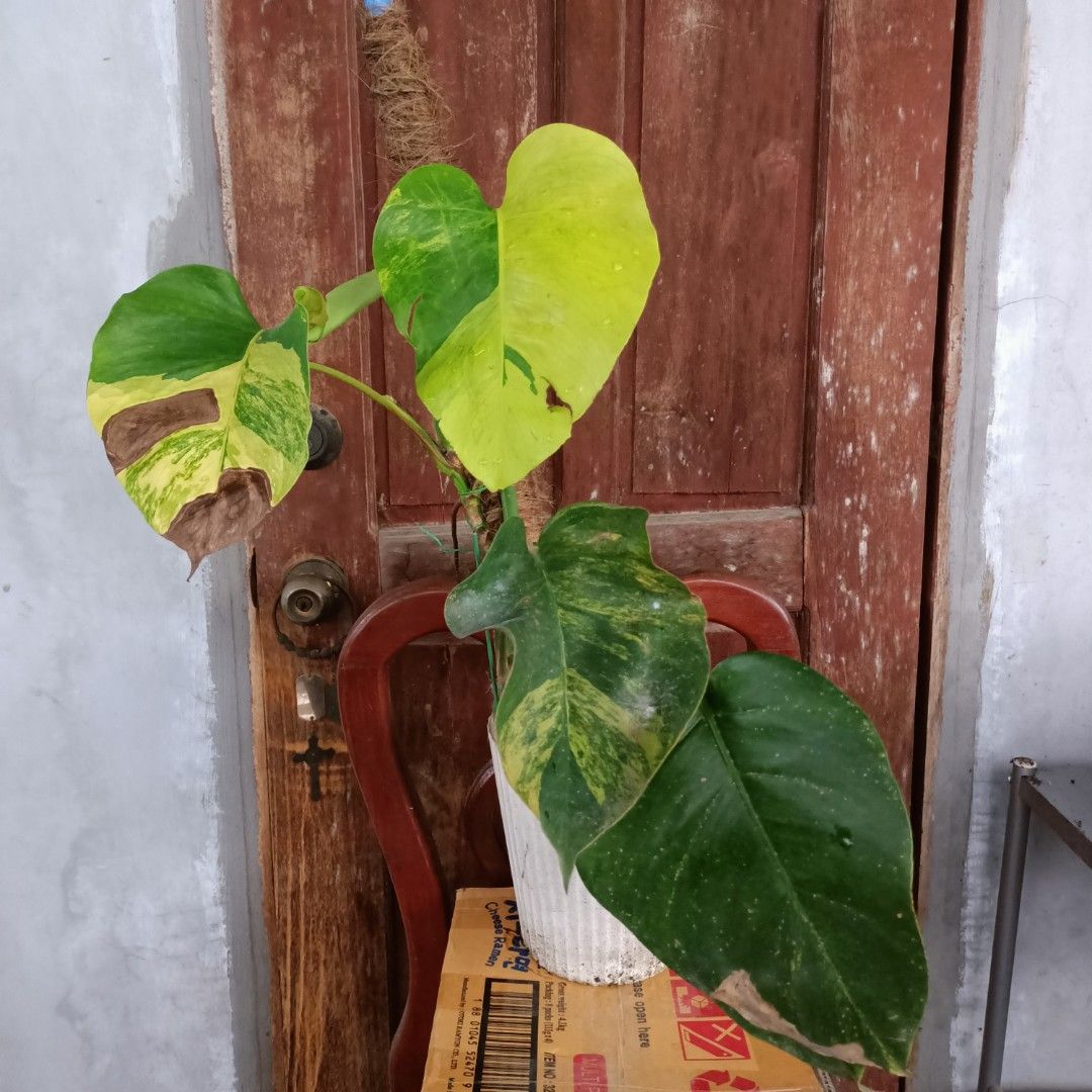 Monstera Borsignia Aurea Tri-Color (Category: Plants & Seeds) located in Makati City. Submitted by crstnemrise (Listing ID 1460743230, Image 1). Description: .