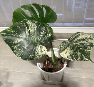 (Category: ) located in . Submitted by ken_yeow (Listing ID 1460720681, Image 1). Description: .
