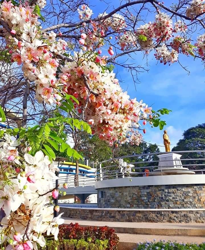 Palawan Cherry (Category: Plants & Seeds) located in Los Banos. Submitted by seaalionn (Listing ID 1460784775, Image 2). Description: Propagated from seed ~2ft tall Landscaping plant that bears pinkish flowers seedling -php150 XL -php350 Matured -1k.