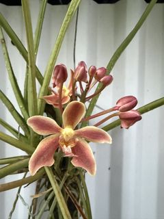 (Category: ) located in . Submitted by gardenparadisesgp (Listing ID 1460876085, Image 1). Description: .
