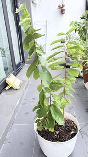 (Category: ) located in . Submitted by coffeeseeds (Listing ID 1460728003, Image 1). Description: .