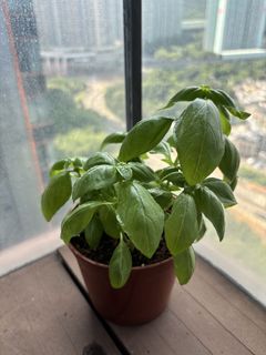 （分類：）位於 。 由 xe.mie898 提交（商品編號 1460808498，圖片 1）。簡介： 。