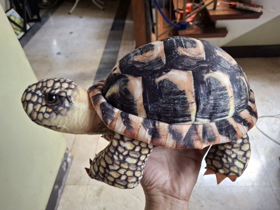Tortoise Stuffed Toy (Category: Plushies & Soft Toys) located in Quezon City. Submitted by pure_trinsky (Listing ID 1460755136, Image 1). Description: *Realistic tortoise *no flaws *Rare *cute.
