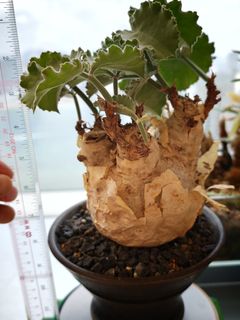 （分類：）位於 。 由 caudexjc 提交（商品編號 1460727542，圖片 1）。簡介： 。