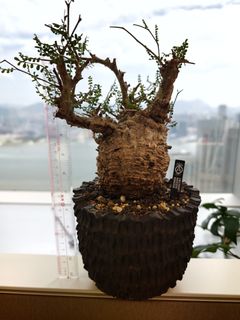 （分類：）位於 。 由 caudexjc 提交（商品編號 1460727432，圖片 1）。簡介： 。