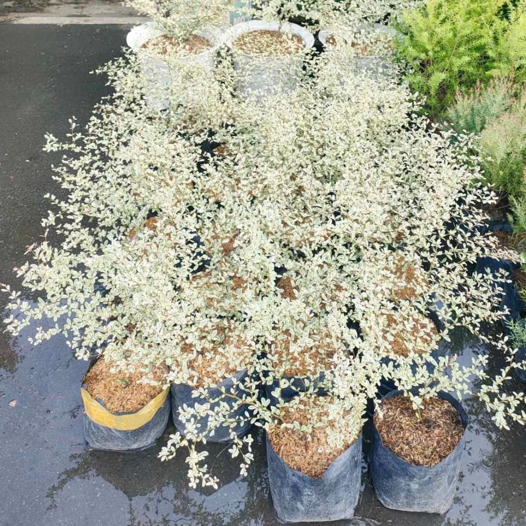 Variegated African Talisay (Category: Plants & Seeds) located in Los Banos. Submitted by seaalionn (Listing ID 1460790850, Image 1). Description: premium ornamental plant Available plants: Small ~1ft tall XL Layered ~1 to 1.5ft tall.
