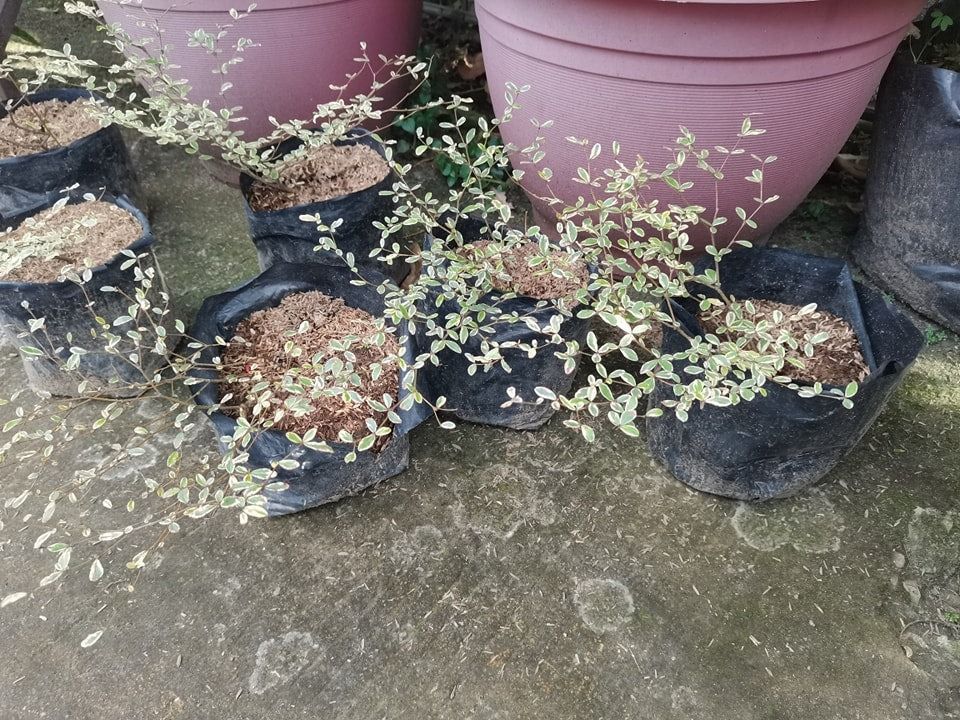 Variegated African Talisay (Category: Plants & Seeds) located in Los Banos. Submitted by seaalionn (Listing ID 1460790850, Image 2). Description: premium ornamental plant Available plants: Small ~1ft tall XL Layered ~1 to 1.5ft tall.