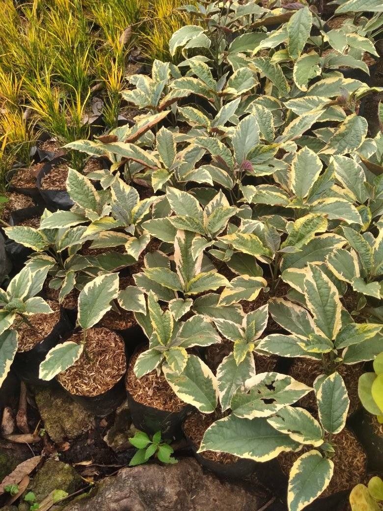 Variegated Bagawak Morado (Category: Plants & Seeds) located in Los Banos. Submitted by seaalionn (Listing ID 1460796417, Image 1). Description: also known as: - fireworks plant - Philippine glorybower - shooting star - starburst bush - bagawak (variegated) This is a species of flowering plant native to New Guinea and the Philippines. .