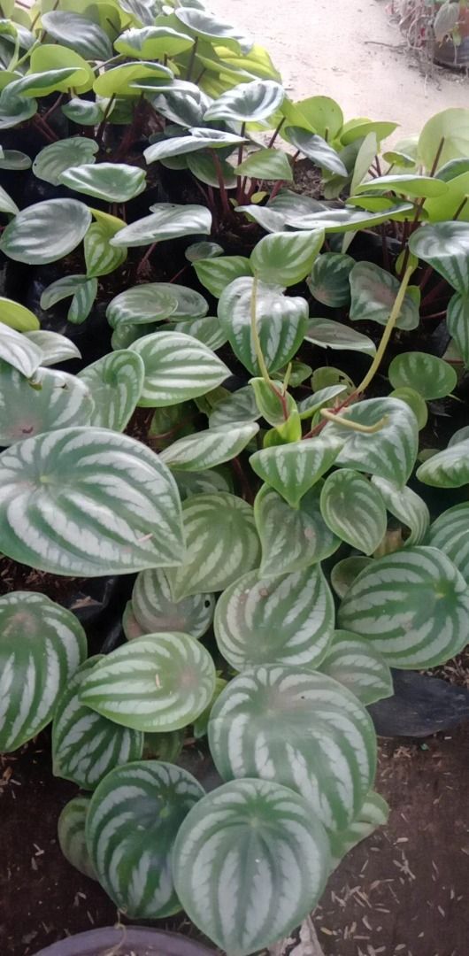 Watermelon Peperomia (Category: Plants & Seeds) located in Los Banos. Submitted by seaalionn (Listing ID 1460789177, Image 1). Description: Ornamental potted plant for indoor / outdoor..