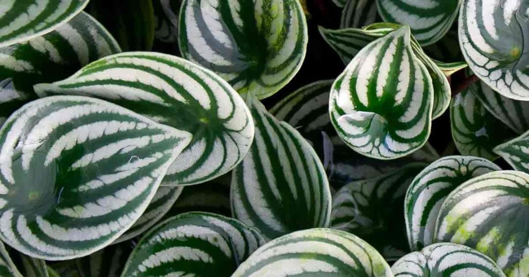 Watermelon Peperomia (Category: Plants & Seeds) located in Los Banos. Submitted by seaalionn (Listing ID 1460789177, Image 2). Description: Ornamental potted plant for indoor / outdoor..
