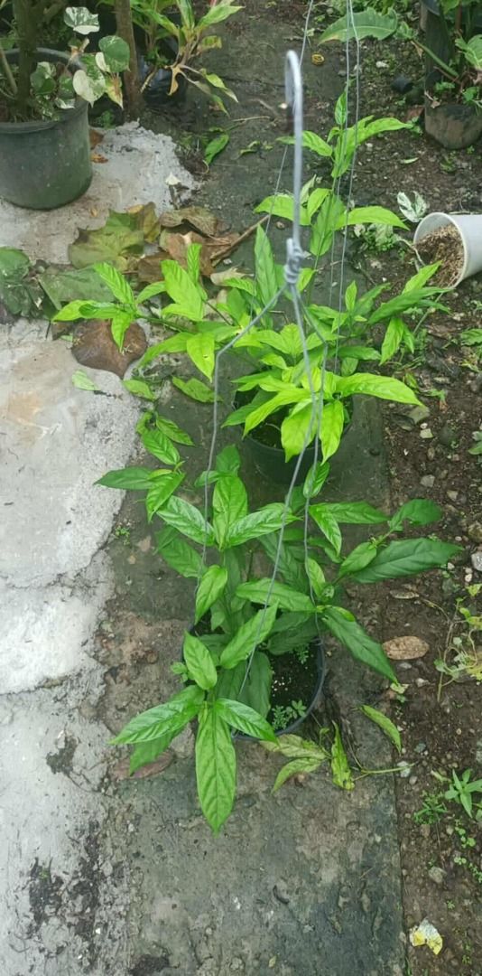 Weeping Jasmine (Category: Plants & Seeds) located in Los Banos. Submitted by seaalionn (Listing ID 1460788419, Image 1). Description: - Aesthetic scented flowers - Can survive indoors / partial sunlight - Indoor air purification - Aroma can improve sleep quality.