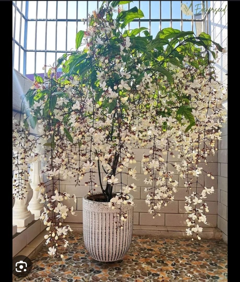 Weeping Jasmine (Category: Plants & Seeds) located in Los Banos. Submitted by seaalionn (Listing ID 1460788419, Image 2). Description: - Aesthetic scented flowers - Can survive indoors / partial sunlight - Indoor air purification - Aroma can improve sleep quality.