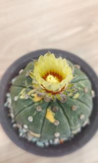 (Category: ) located in . Submitted by desertbalcony (Listing ID 1448763268, Image 1). Description: .